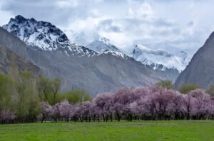 Blossom - Hunza & Skardu