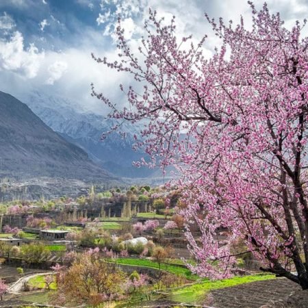 CherryBlossom-Tour-Hunza2